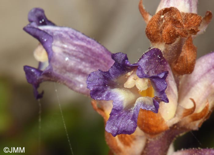 Orobanche cernua