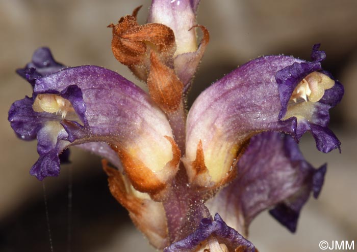 Orobanche cernua