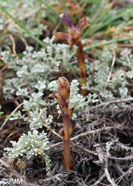 Orobanche cernua & Ameles decolor