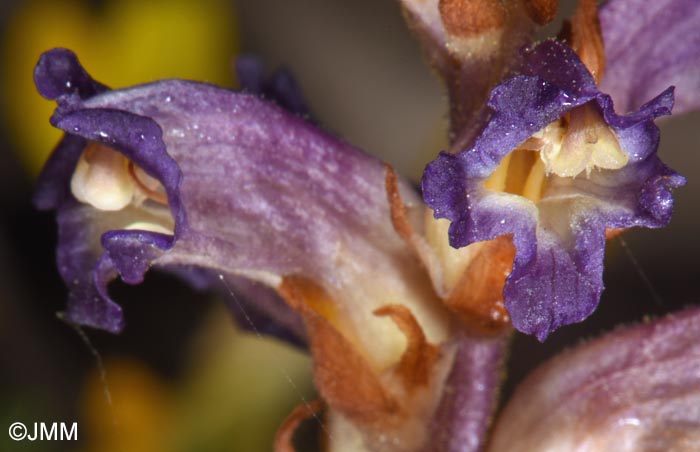 Orobanche cernua