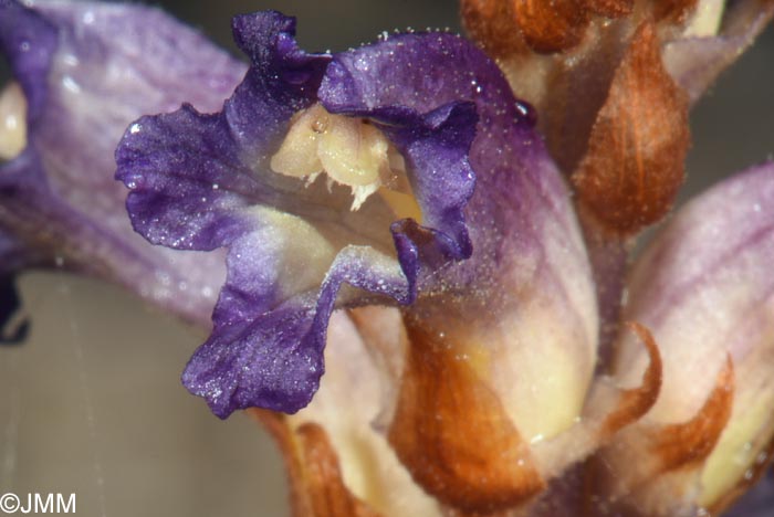 Orobanche cernua