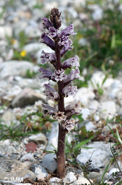 Orobanche crenata