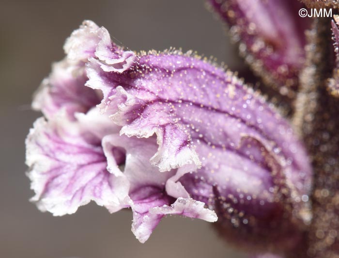 Orobanche crenata