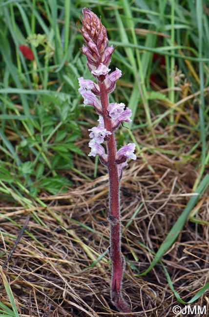 Orobanche crenata