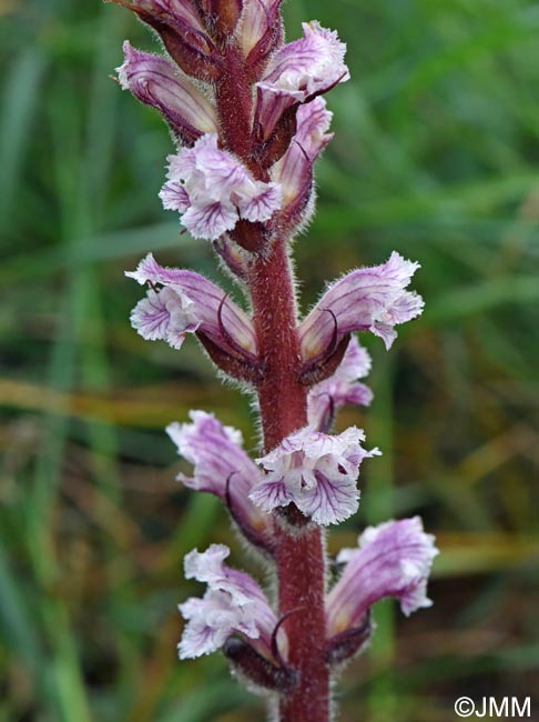 Orobanche crenata
