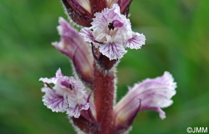 Orobanche crenata