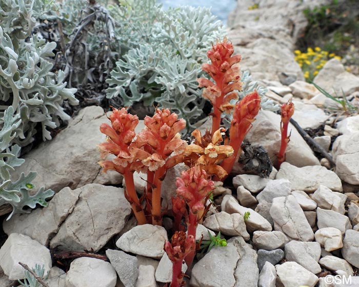 Orobanche fuliginosa