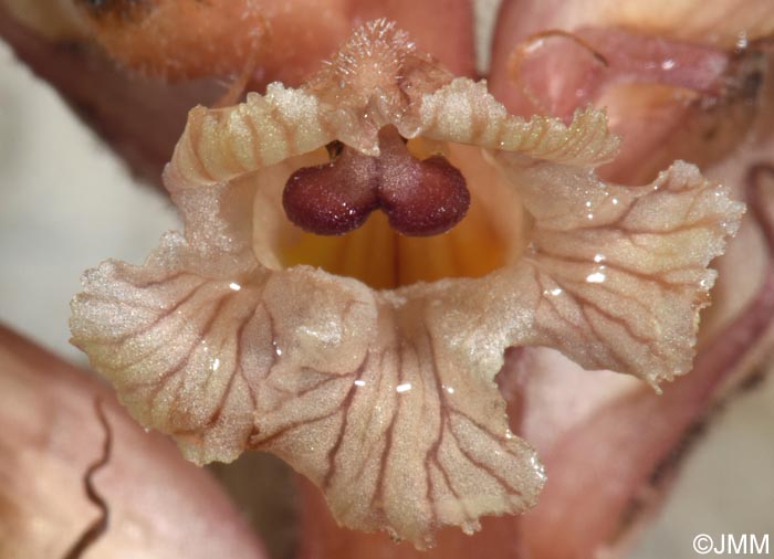 Orobanche fuliginosa