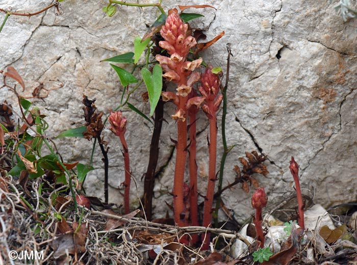 Orobanche fuliginosa