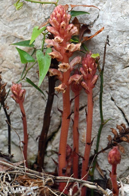 Orobanche fuliginosa