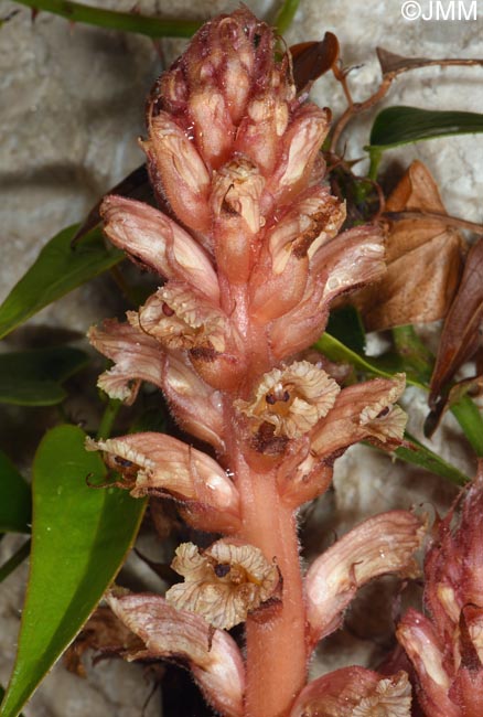 Orobanche fuliginosa