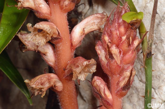 Orobanche fuliginosa