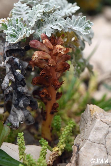 Orobanche fuliginosa