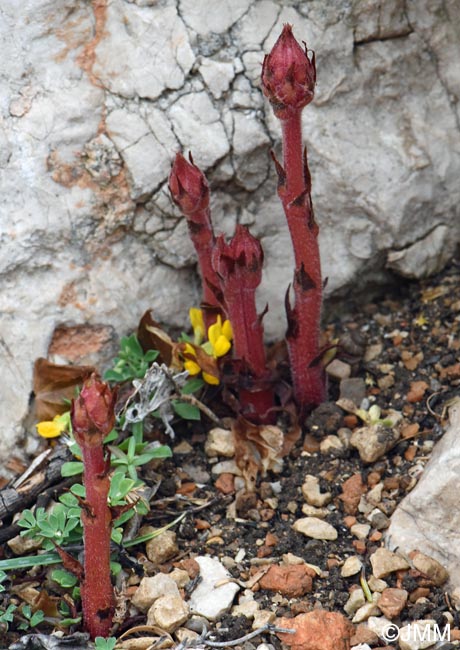 Orobanche fuliginosa