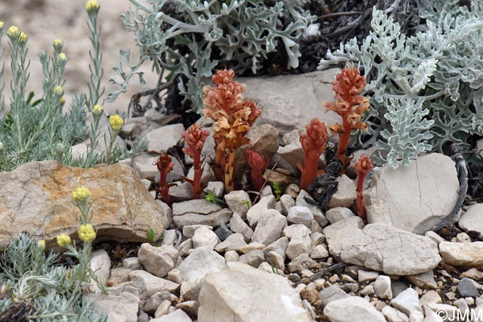 Orobanche fuliginosa