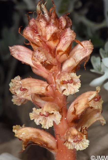 Orobanche fuliginosa