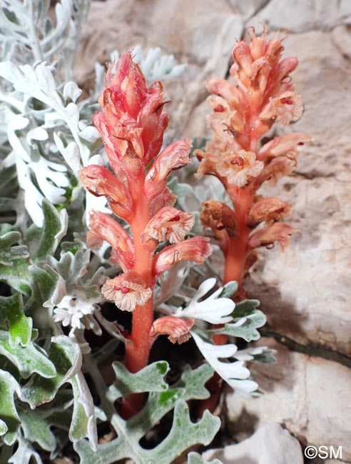 Orobanche fuliginosa