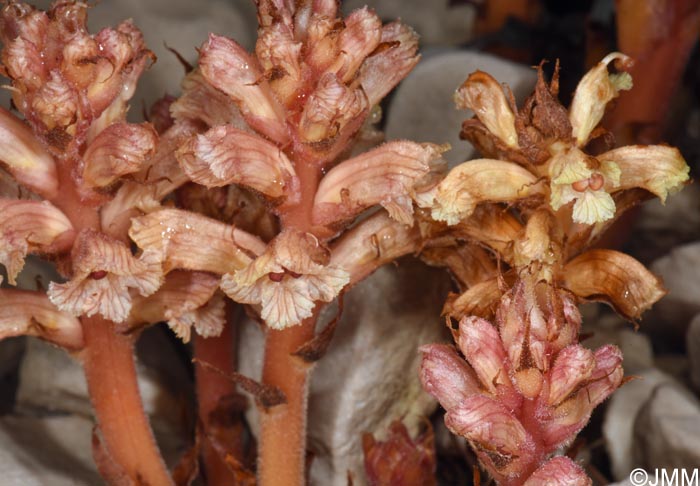 Orobanche fuliginosa