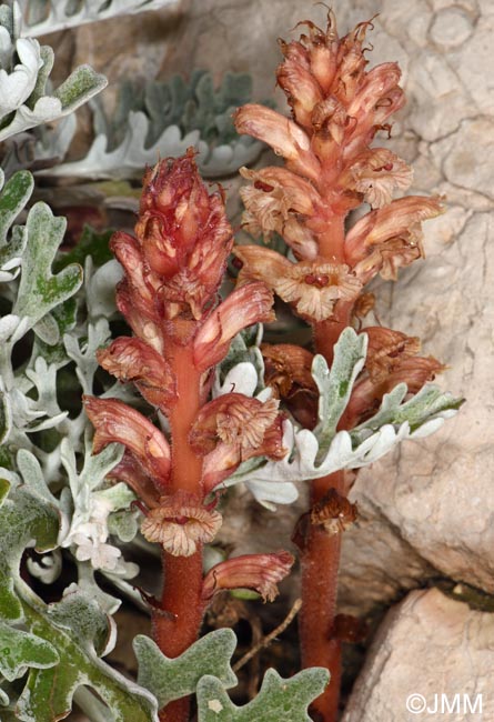 Orobanche fuliginosa