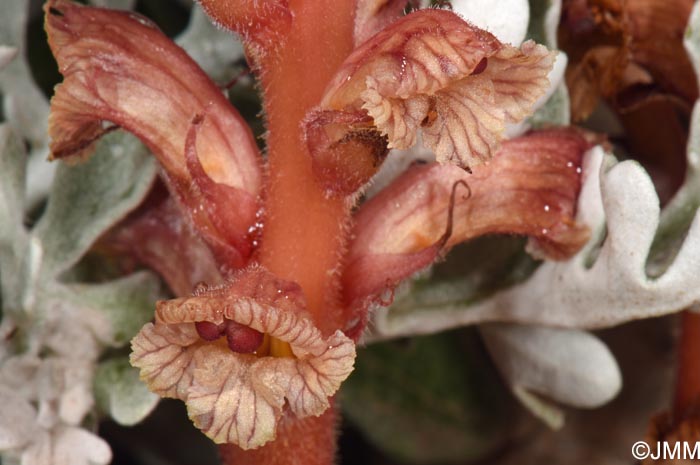 Orobanche fuliginosa