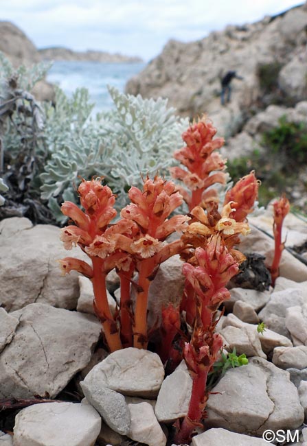 Orobanche fuliginosa