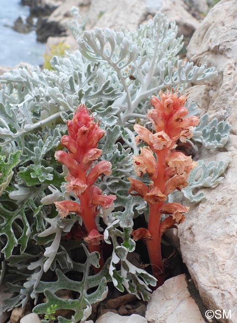 Orobanche fuliginosa