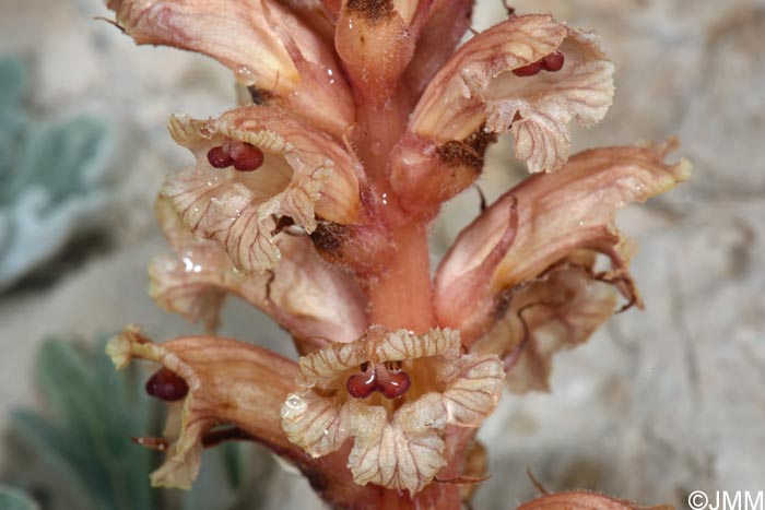 Orobanche fuliginosa