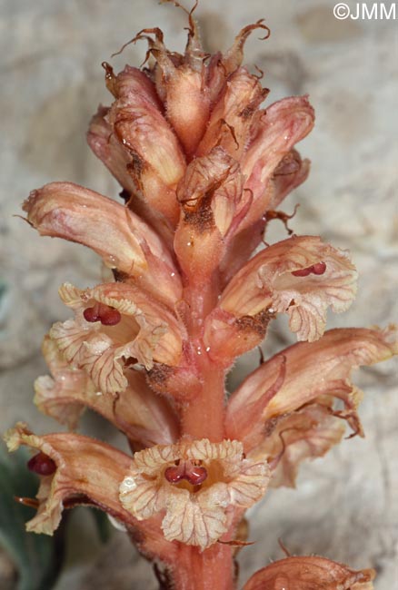 Orobanche fuliginosa