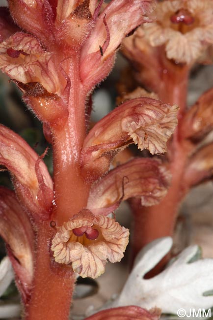 Orobanche fuliginosa