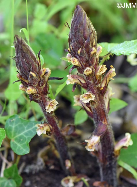 Orobanche hederae