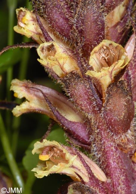 Orobanche hederae