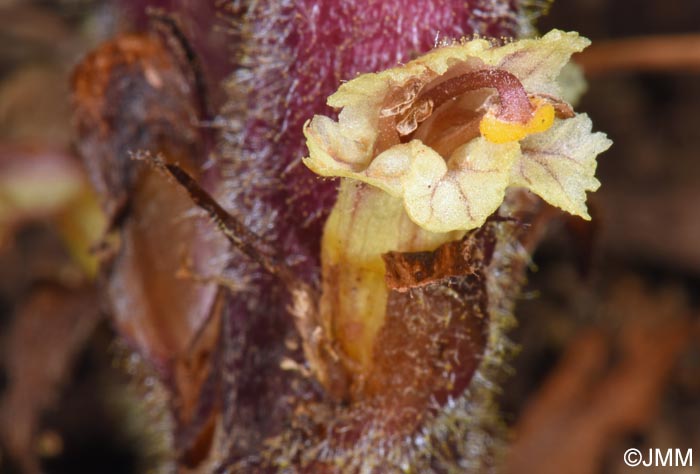 Orobanche hederae