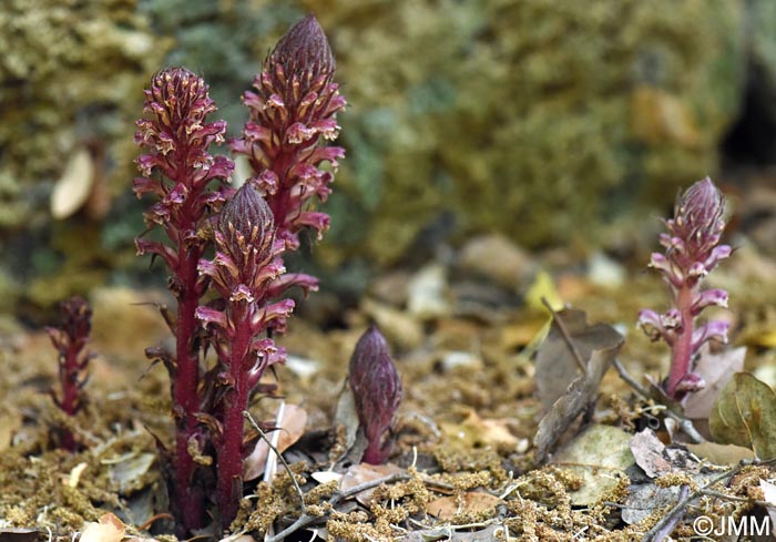 Orobanche hederae