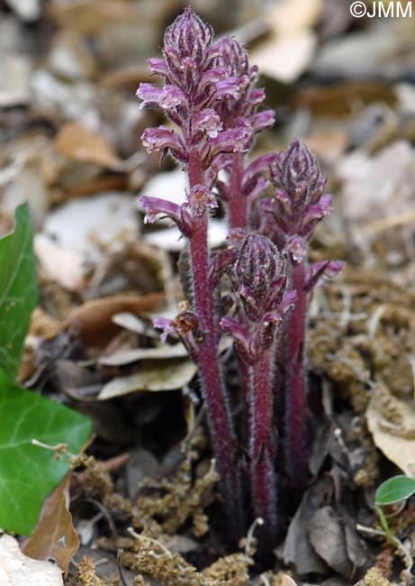 Orobanche hederae