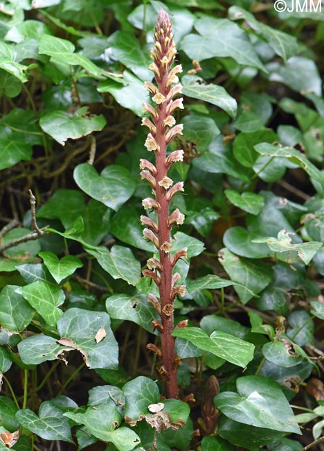 Orobanche hederae