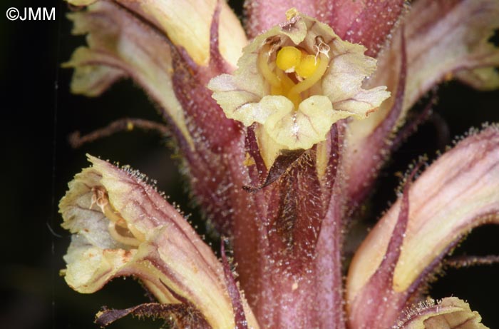 Orobanche hederae