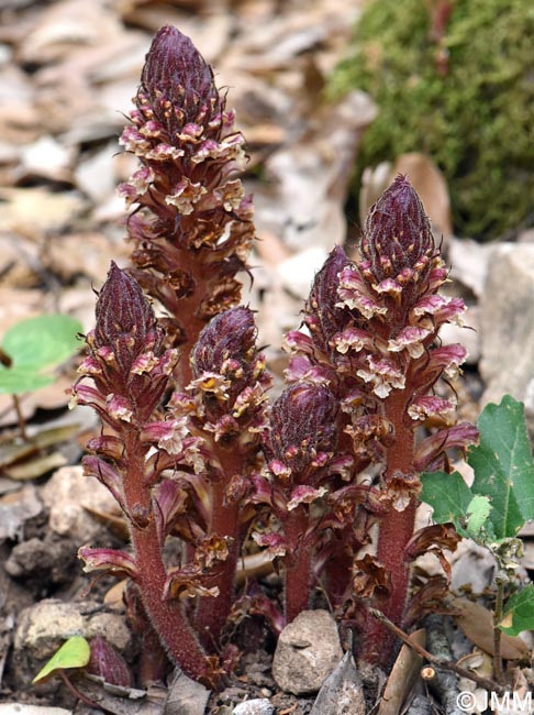 Orobanche hederae