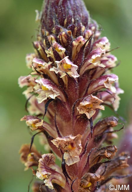 Orobanche hederae