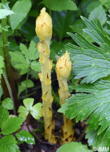 Orobanche lycoctoni