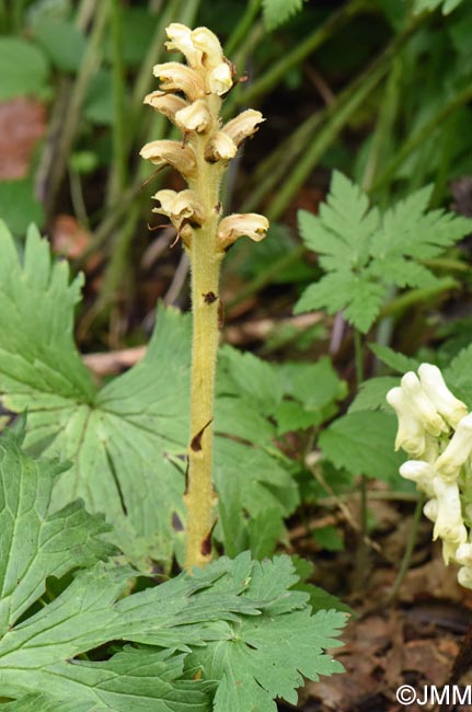 Orobanche lycoctoni