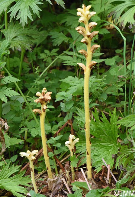 Orobanche lycoctoni