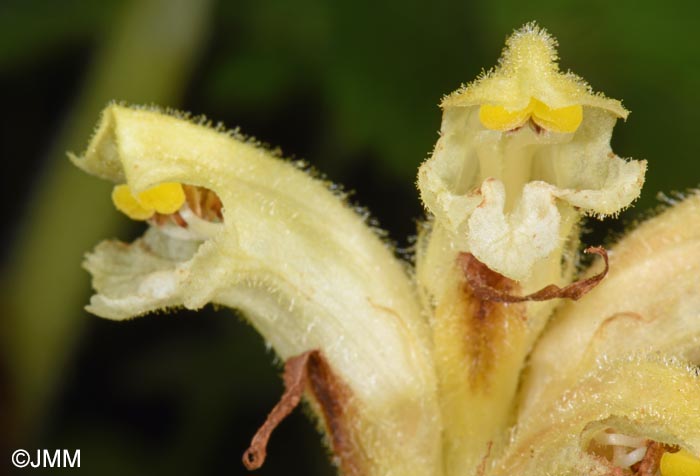 Orobanche lycoctoni