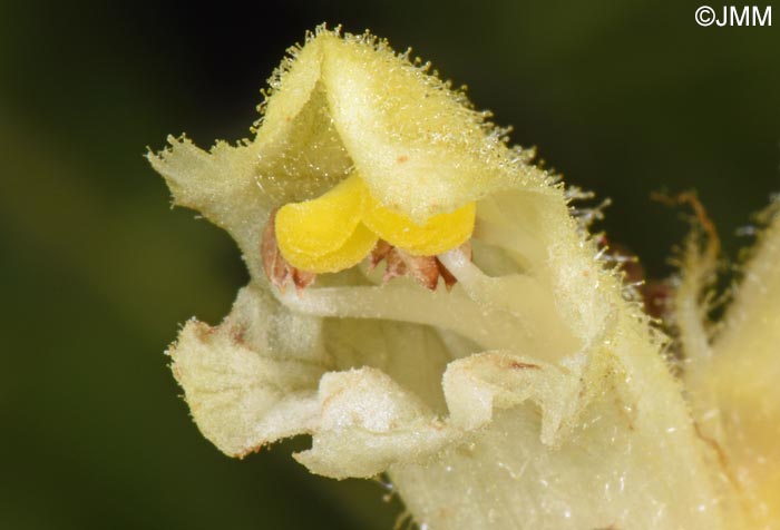 Orobanche lycoctoni