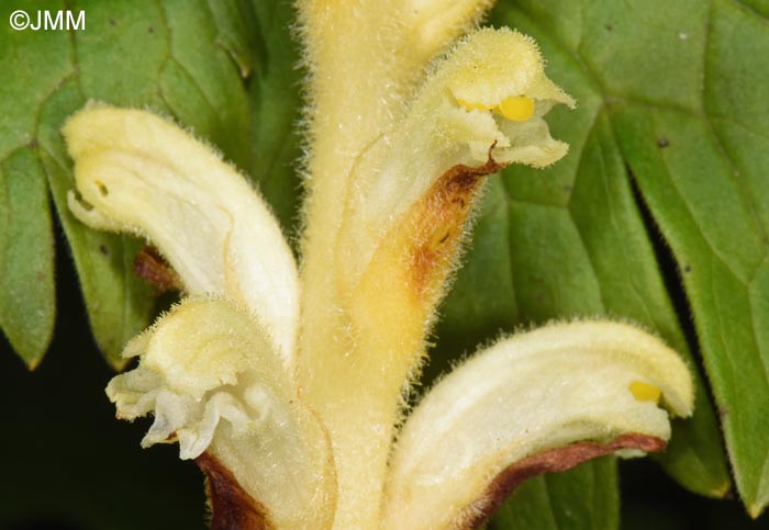 Orobanche lycoctoni