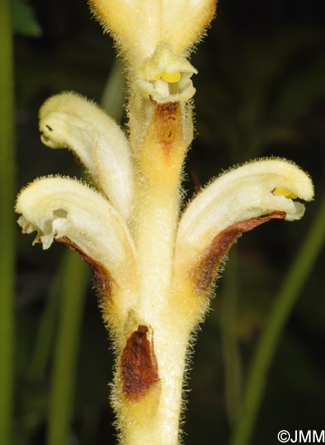 Orobanche lycoctoni