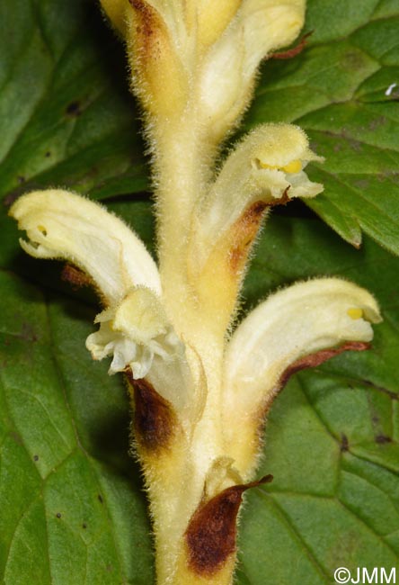 Orobanche lycoctoni