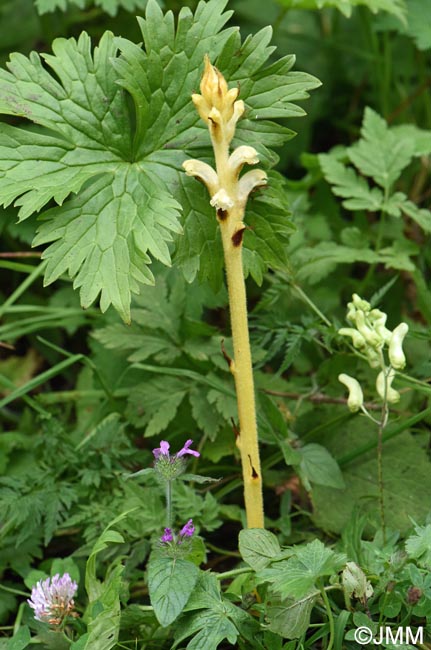 Orobanche lycoctoni