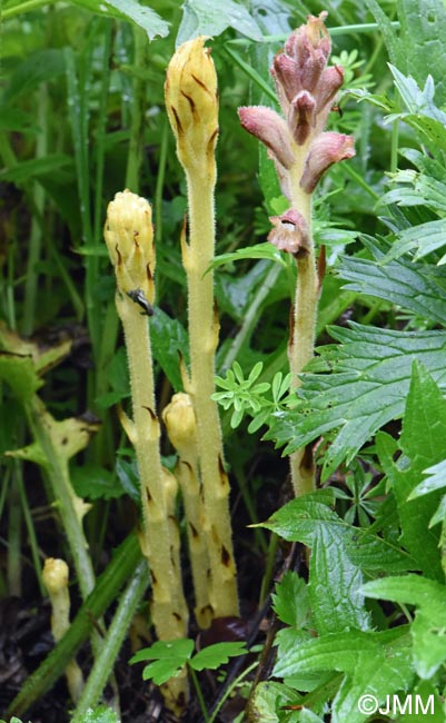 Orobanche lycoctoni & Orobanche caryophyllacea