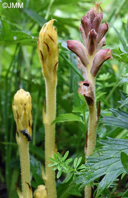 Orobanche lycoctoni & Orobanche caryophyllacea