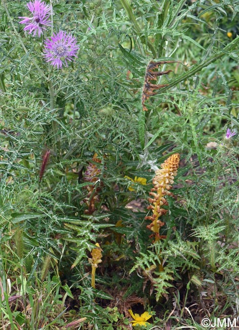 Orobanche minor